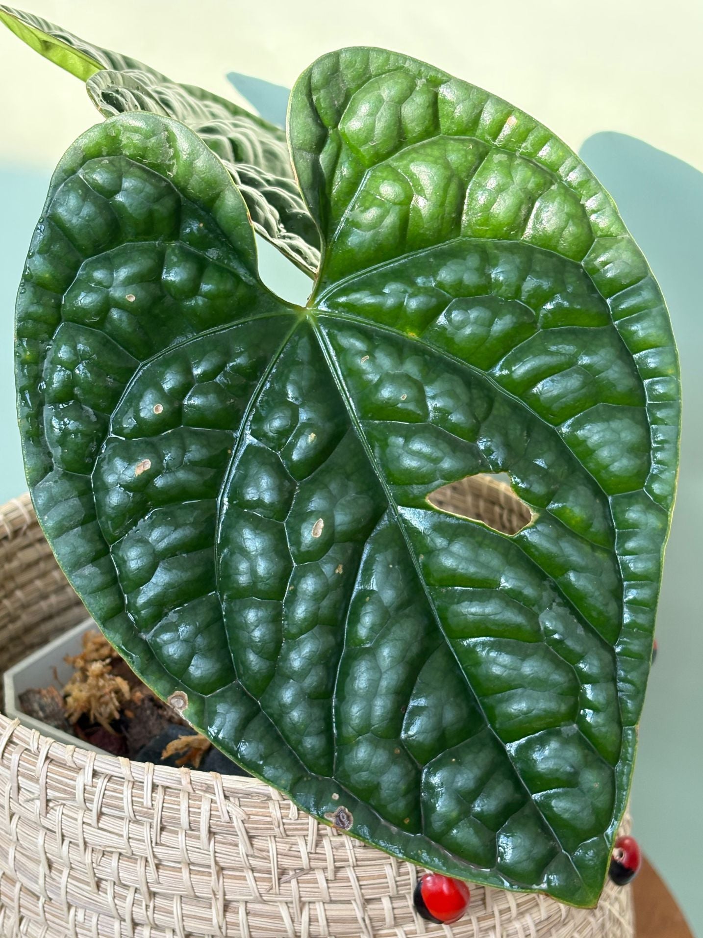 Anthurium Luxurians ~ Medium
