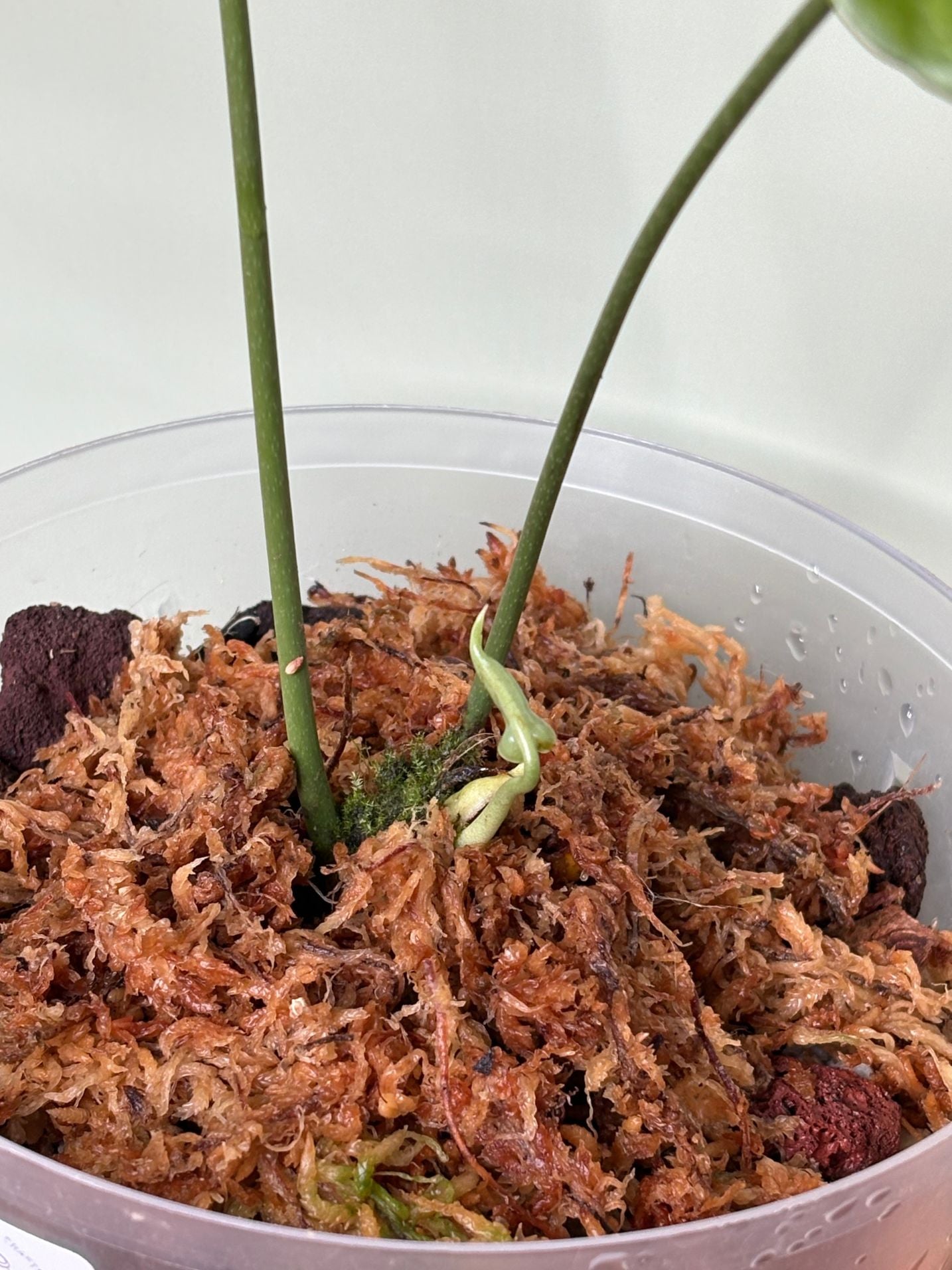 Anthurium Timplowmanii ~ Medium