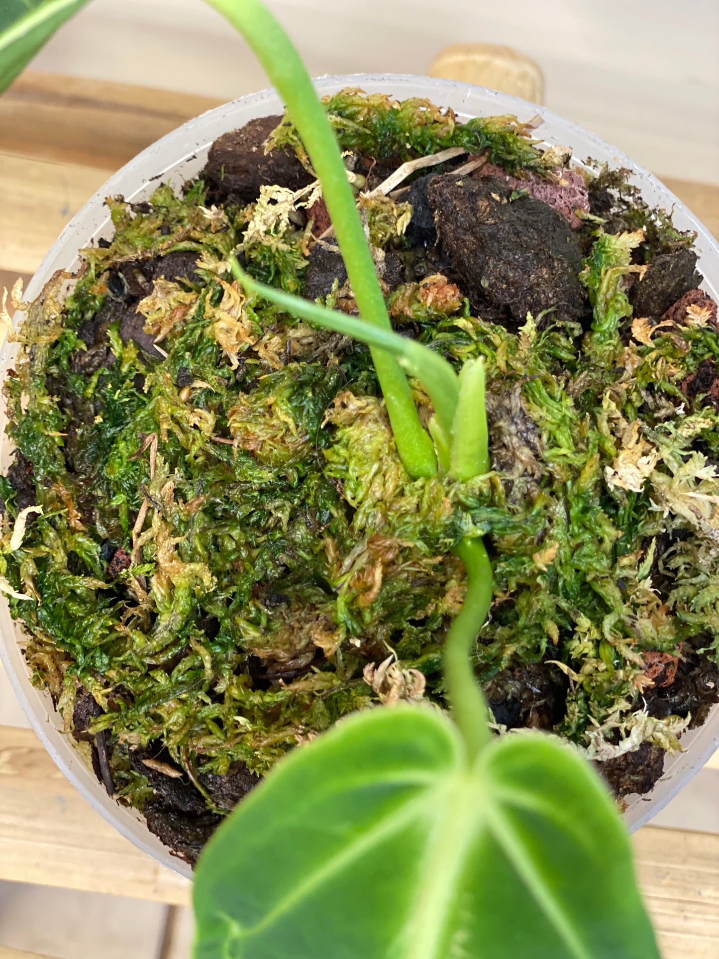 Anthurium warocqueanum, Rare Tropical Plant in Canada