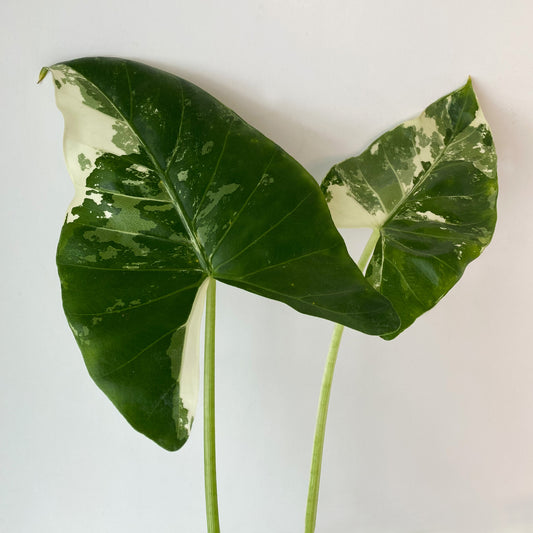Alocasia Macrorrhiza Variegated Available in Ontario
