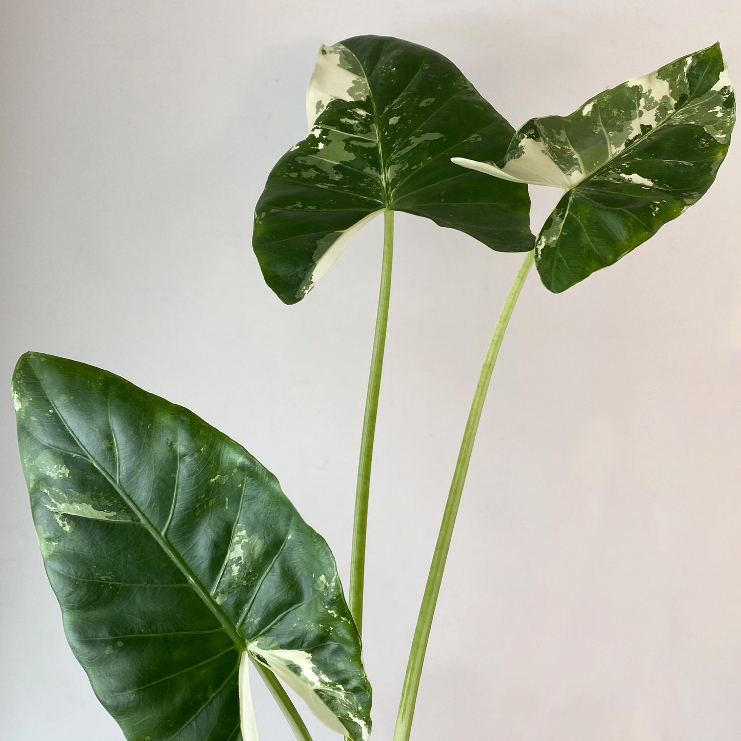 Alocasia Macrorrhiza Variegated Available in British Columbia