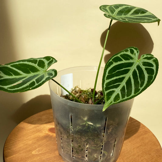 Anthurium Crystallinum in Ontario