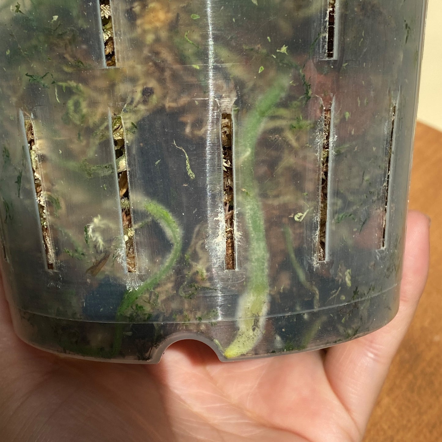 Roots of Anthurium Crystallinum in Canada