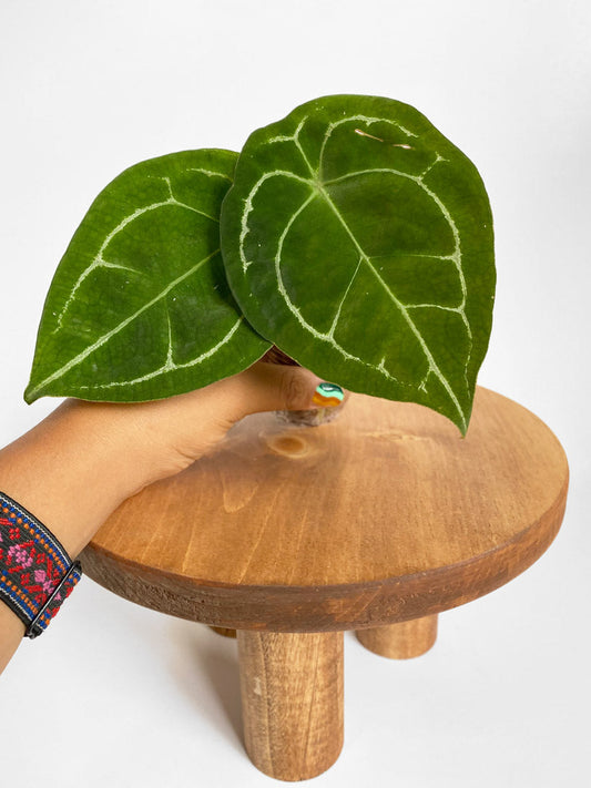 Anthurium Forgetii, Small Size, Rare Tropical Plants in Toronto, Canada