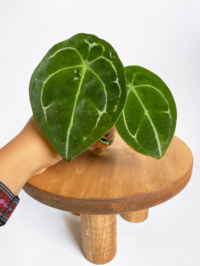 Anthurium Forgetii, Small Size, Rare Tropical Plants in Toronto, Canada