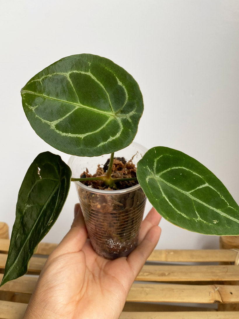 Anthurium Forgetii, Variant C, Rare anthurium in Toronto