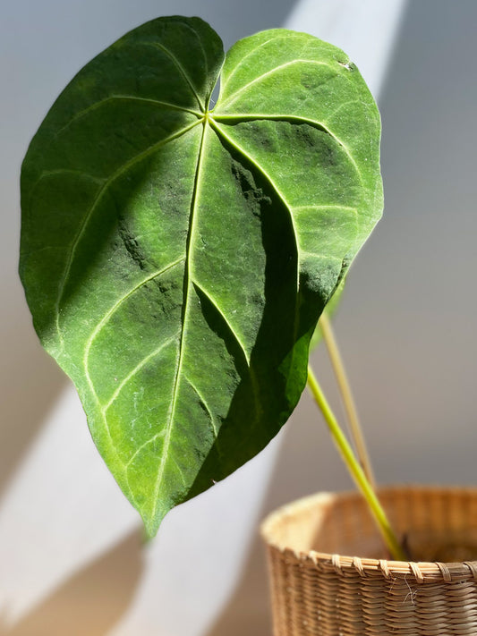 Anthurium Magnificum, Main leaf, Rare Tropical Plant in Canada