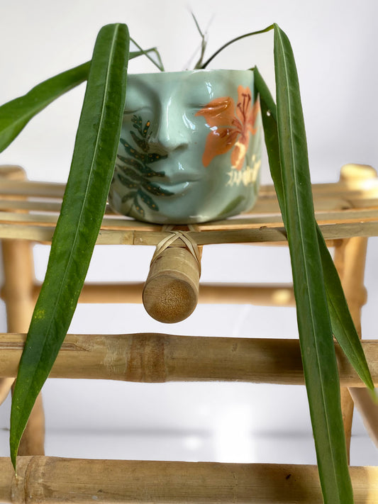 Anthurium Pallidiflorum, Medium Size, Mother Selva, Rare tropical plants in Toronto, Canada