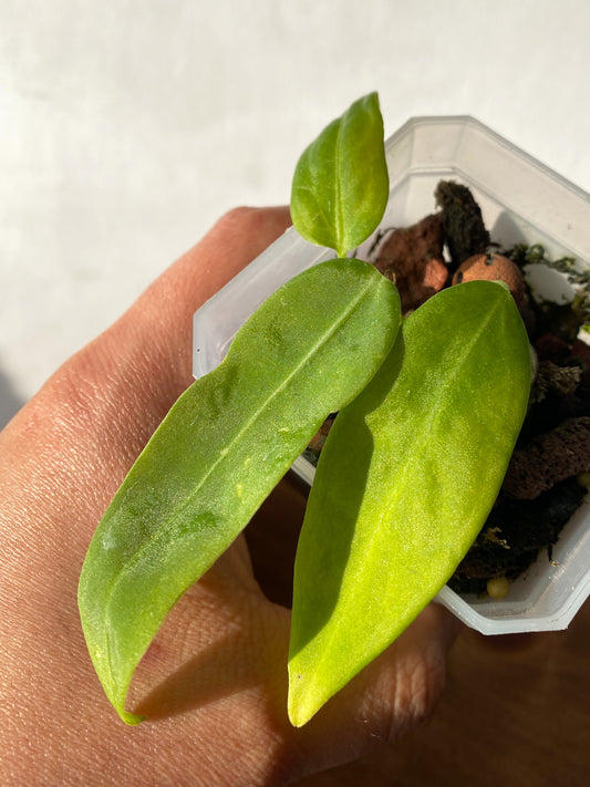 Anthurium pallidiflorum in tiny size, available in Ontario