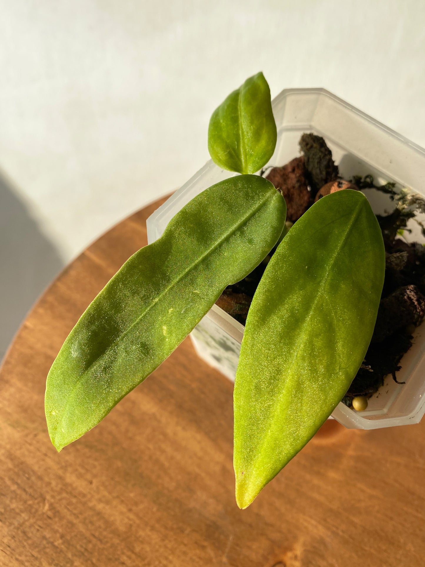 Anthurium pallidiflorum in tiny size, available in Canada