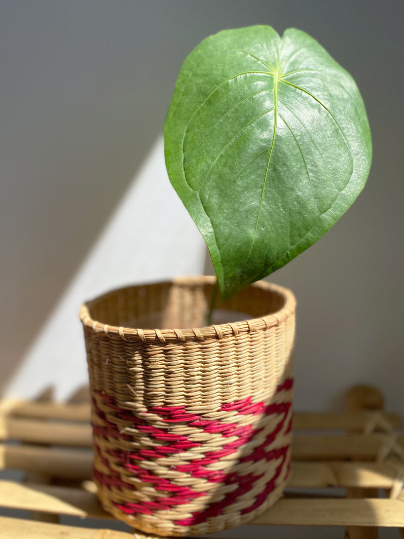 anthurium peltatum Anthurium Peltatum ~ Medium ~ Mother Selva