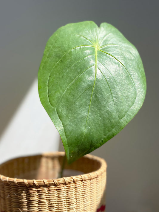 Anthurium Peltatum - Main leaf - Rare Anthurium in Canada