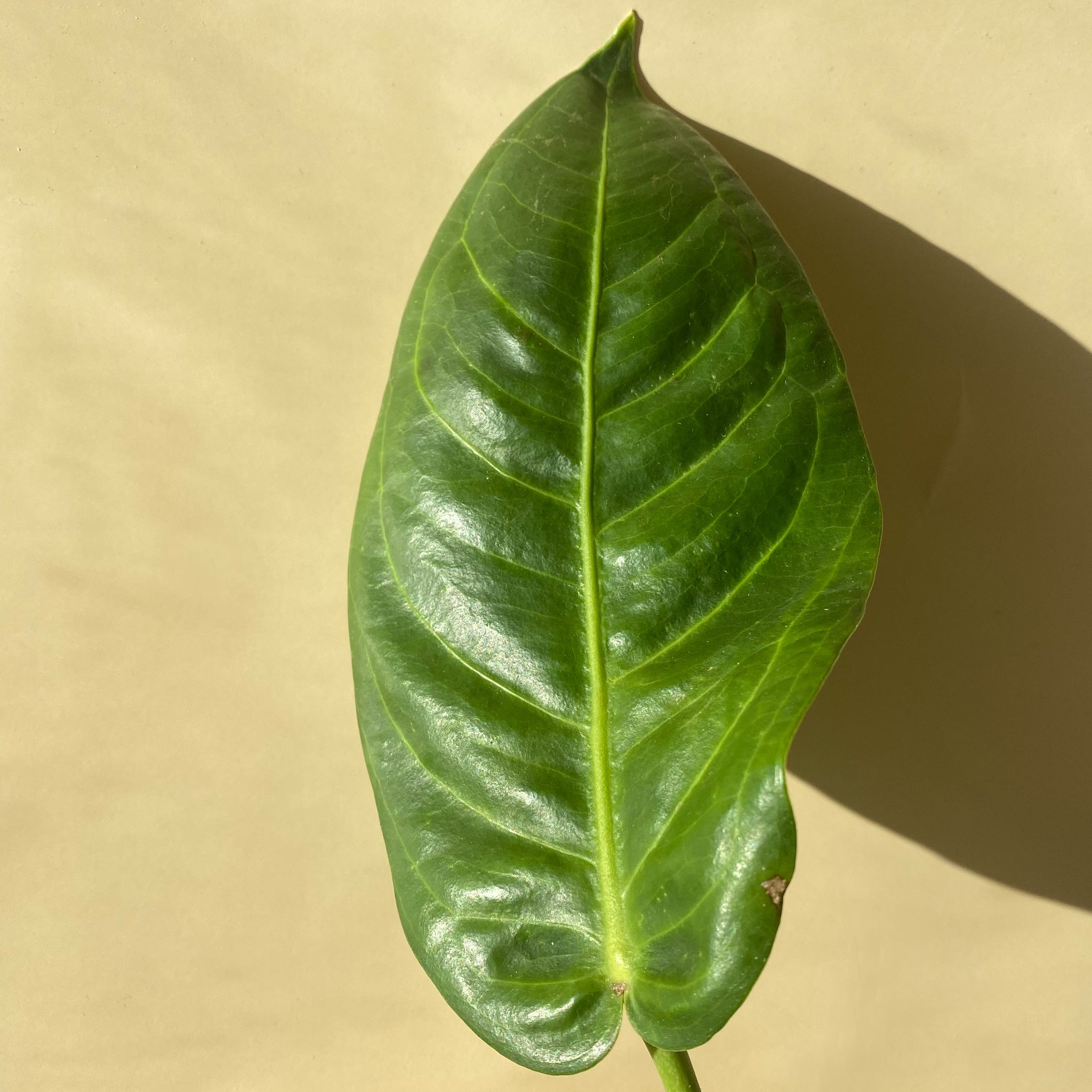 Anthurium Pseudospectabile ~ Medium Size ~ Mother Selva ~ Rare Tropical  Plants in Canada