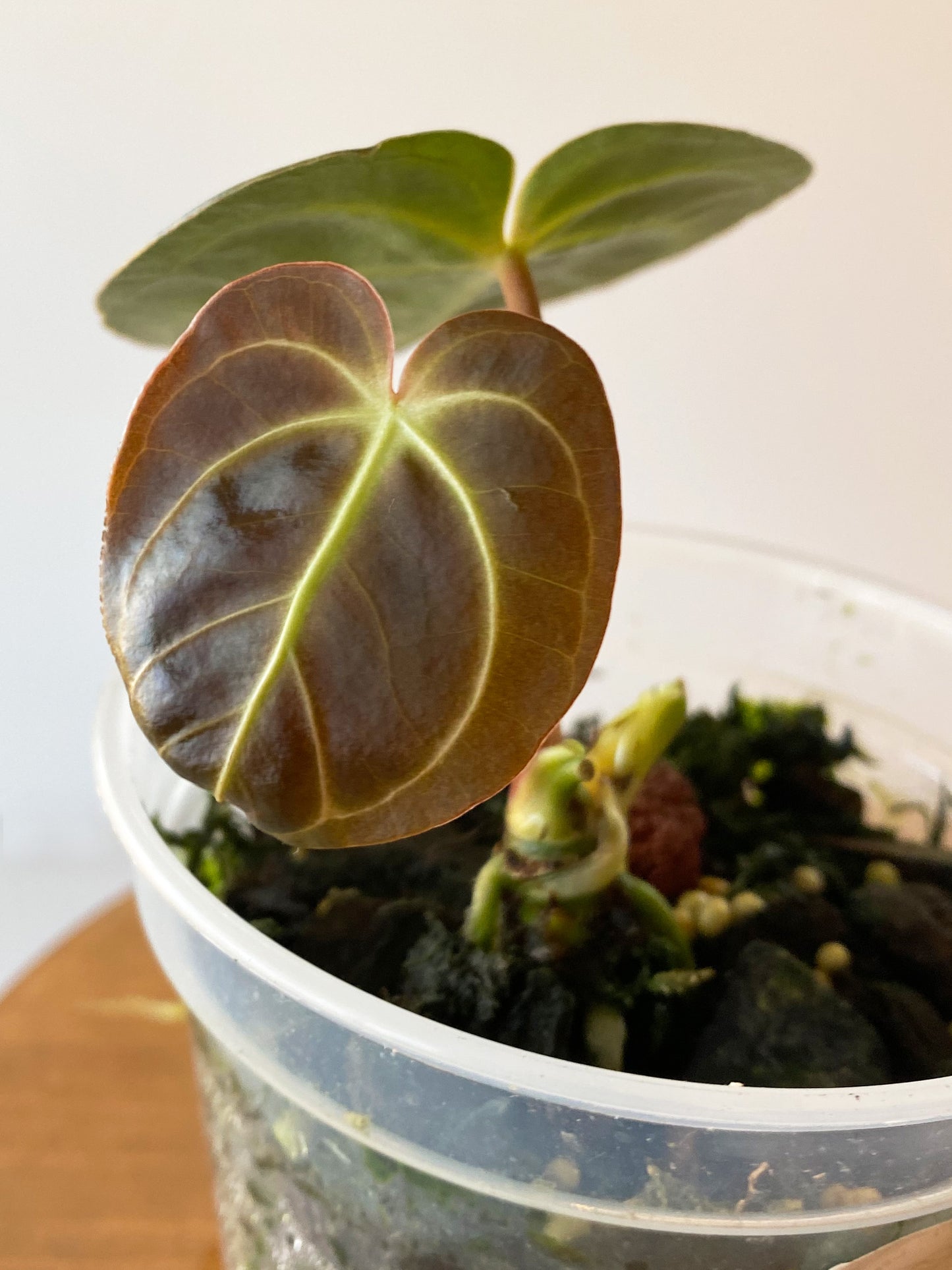 Anthurium Regale, small size, available in British Columbia