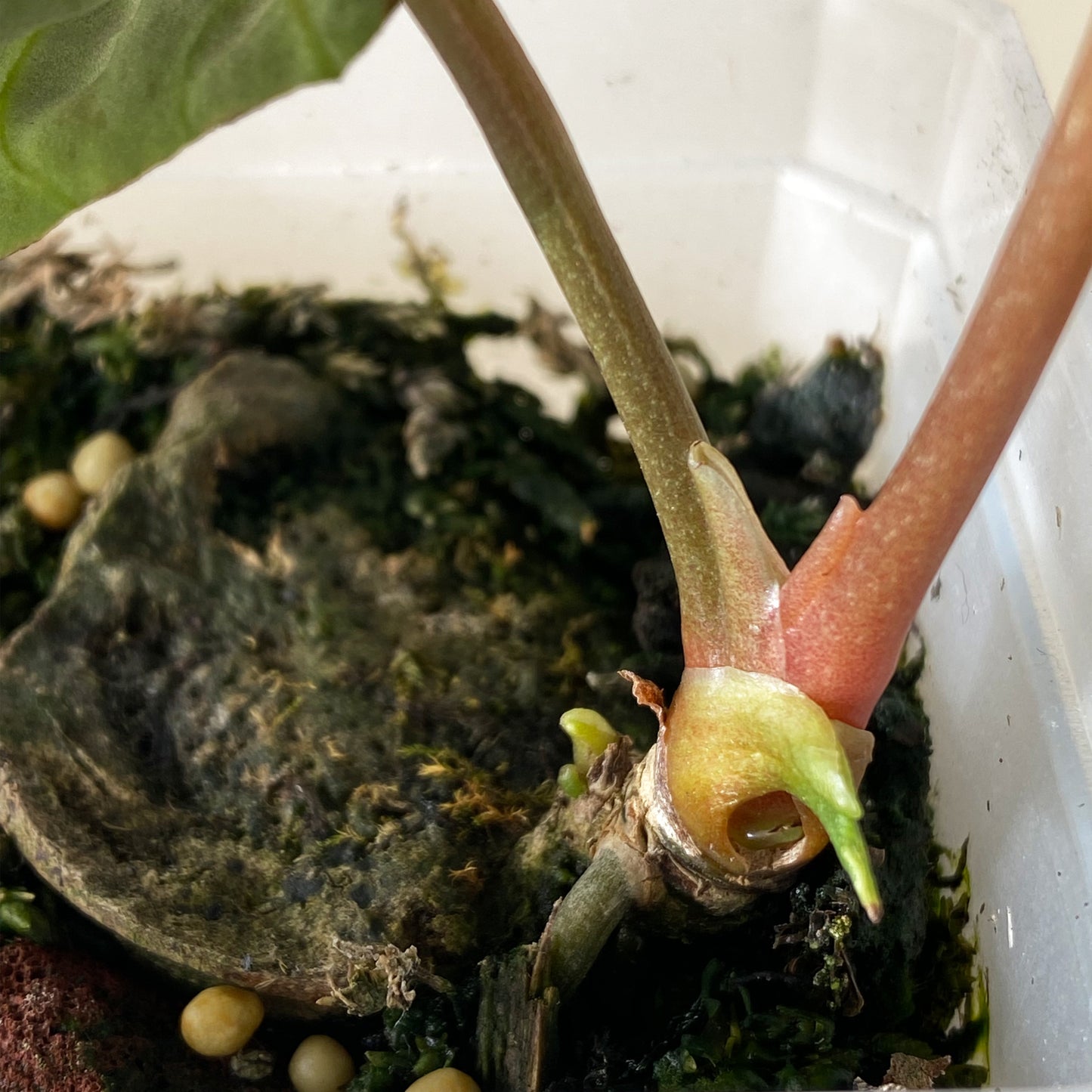 Anthurium Regale Juvenile ~ Tiny