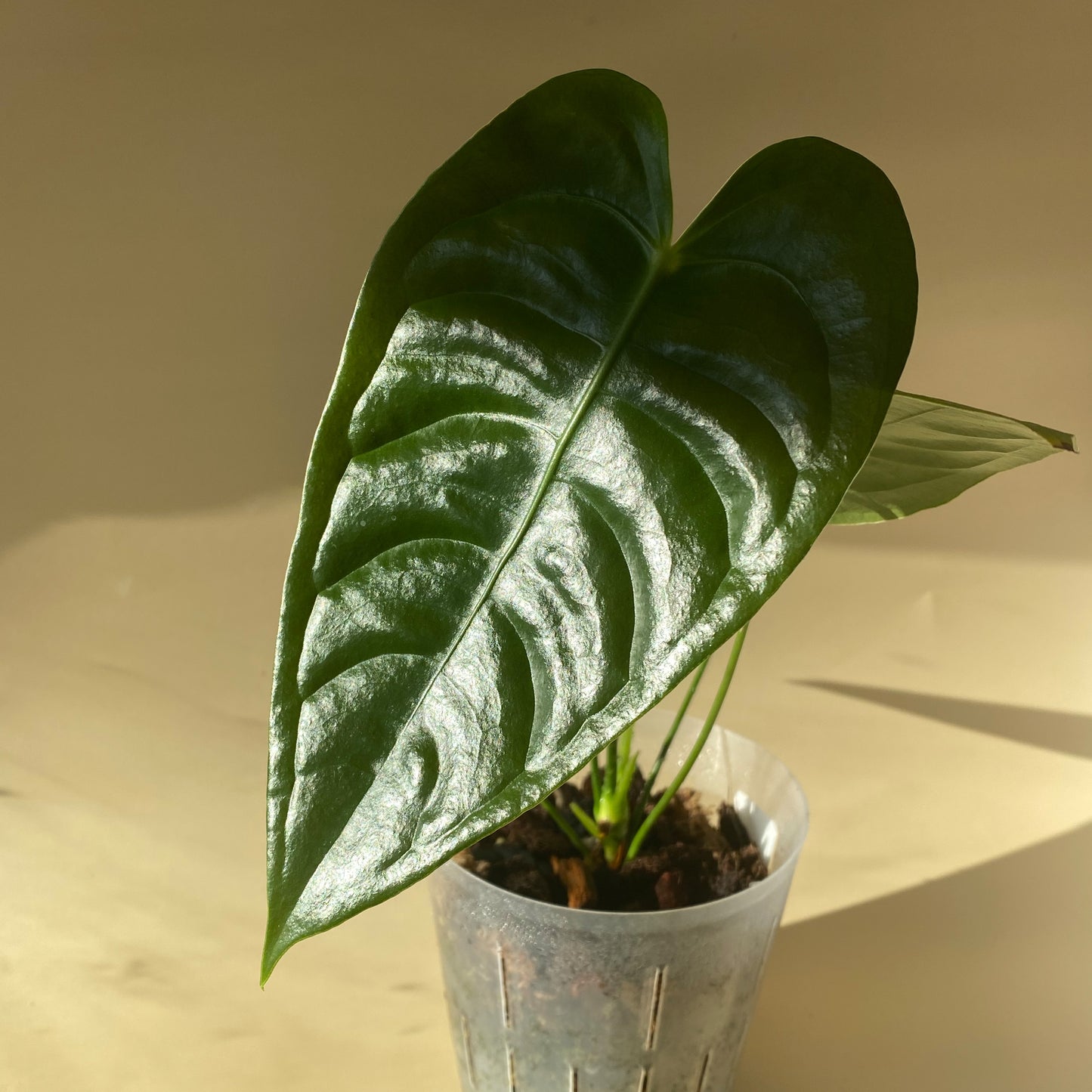 Anthurium Veitchii Type ~ Medium