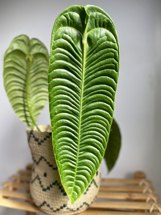 Anthurium Veitchii Narrow Form or King Anthurium (Adult Size), available in Ontario.