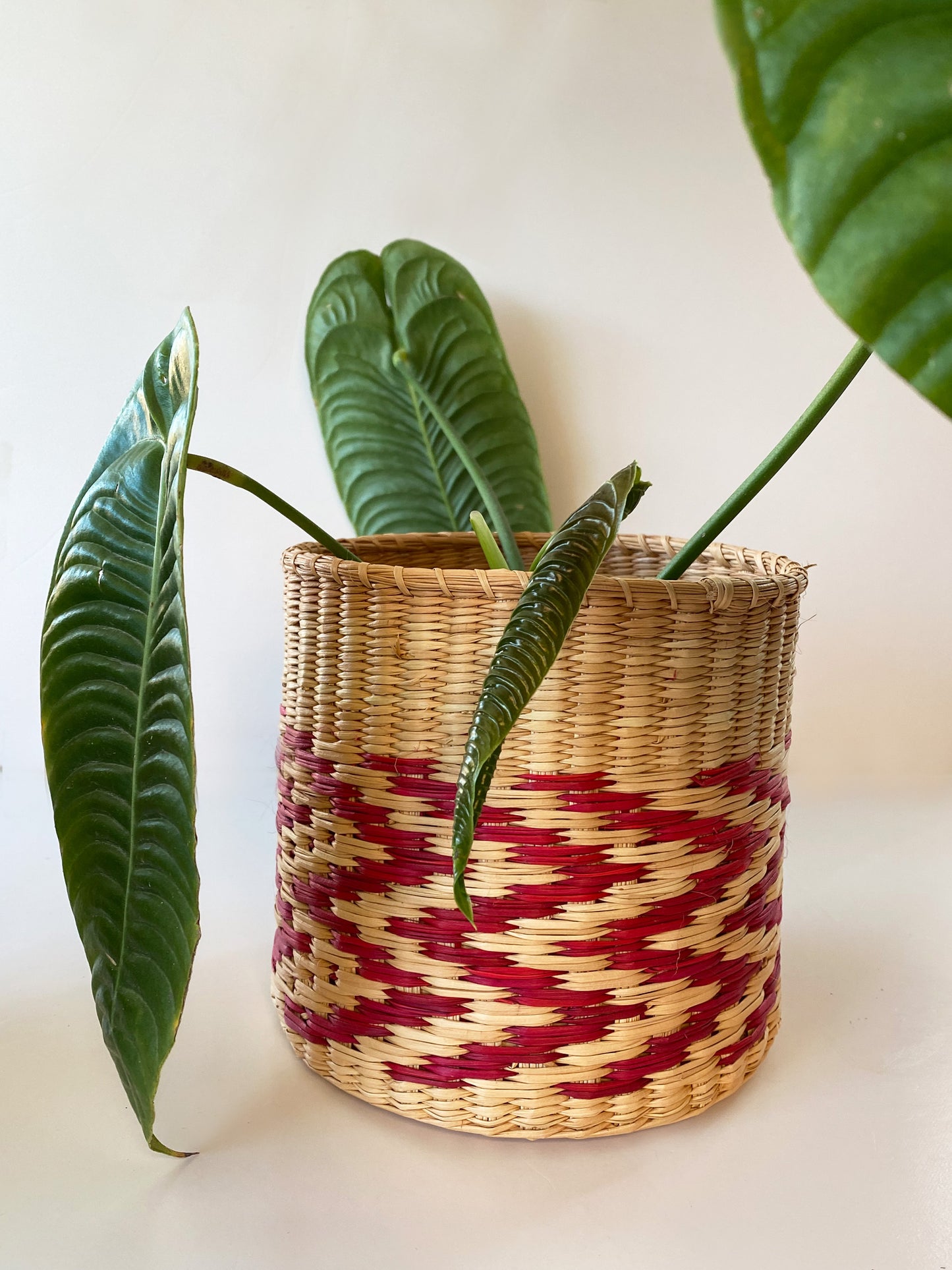 Anthurium Veitchii Narrow Form or King Anthurium (Adult Size), available in Ontario.