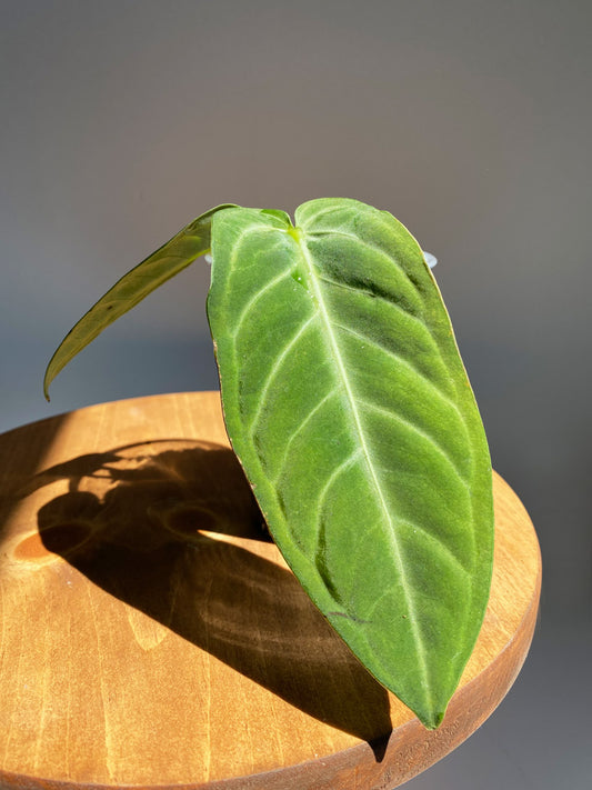 Anthurium Villenaorum, Tiny Size