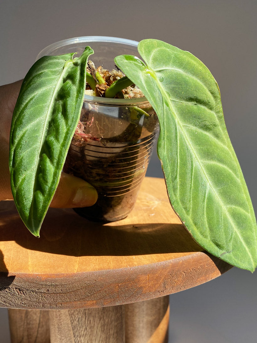 Anthurium Villenaorum, Tiny Size