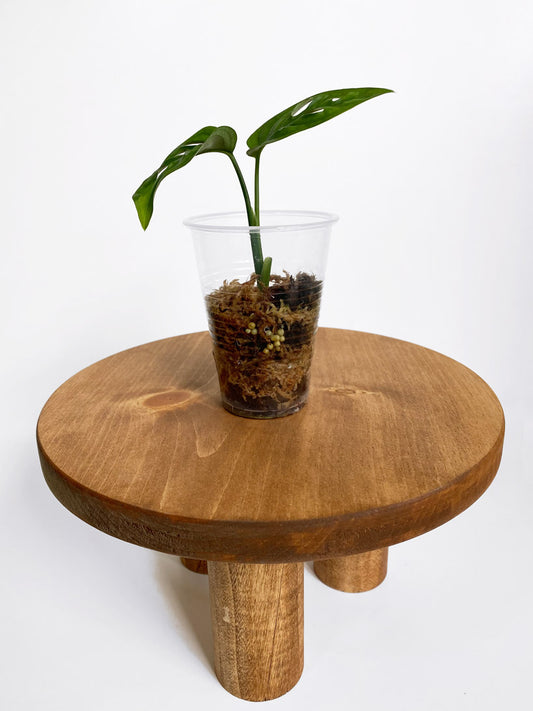 Monstera Esqueleto, TIny Size, Mother Selva, Rare Tropical Plants in Toronto, Canada