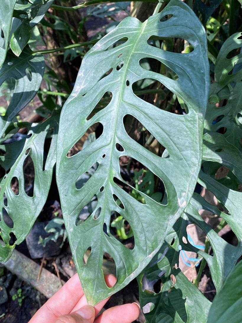 Monstera Esqueleto, TIny Size, Mother Selva, Rare Tropical Plants in Toronto, Canada