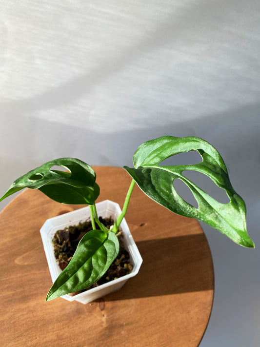 Monstera Lechleriana in Ontario, Canada.