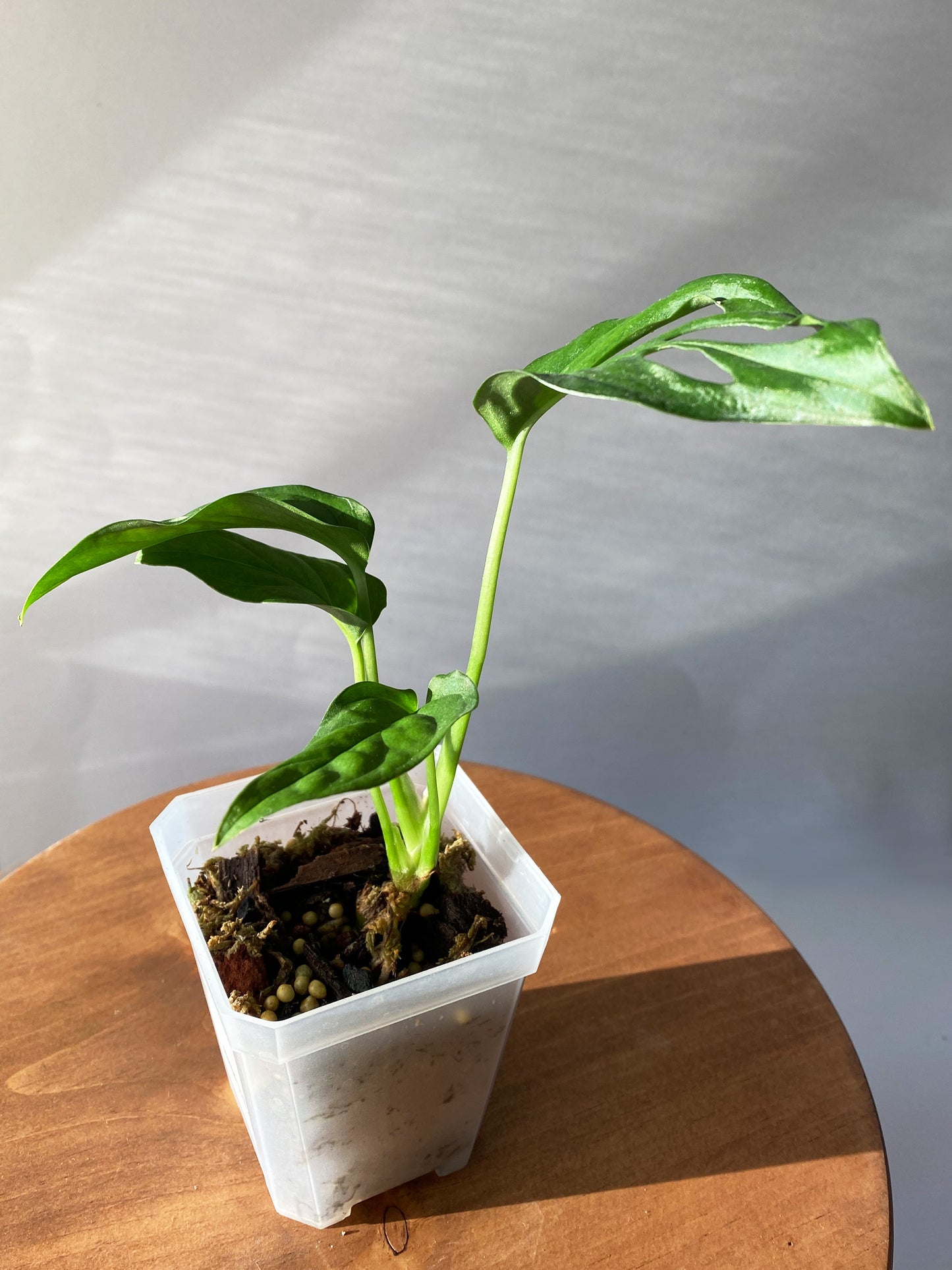 Monstera Lechleriana