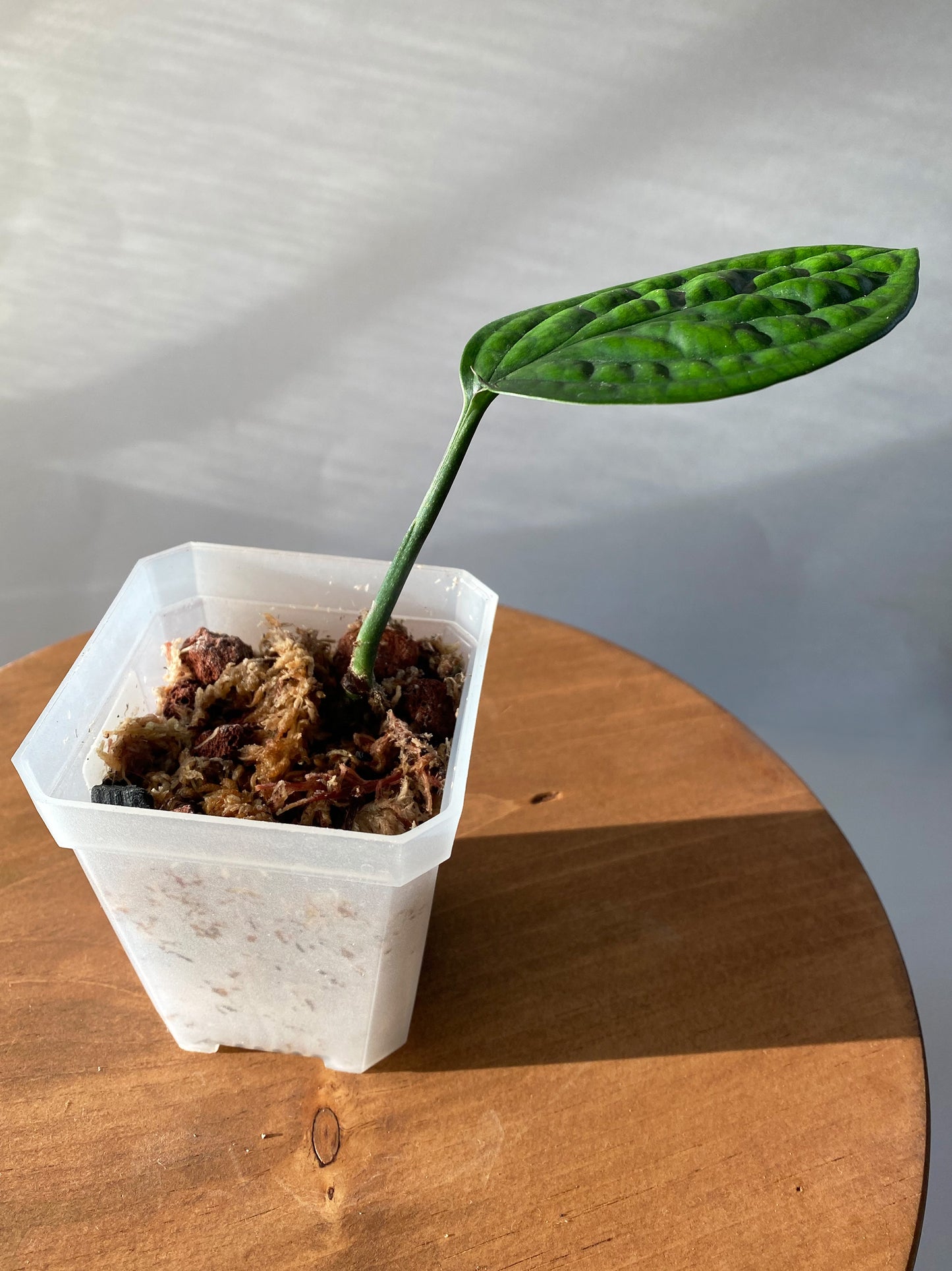 Monstera Peru, tiny size, available in Canada