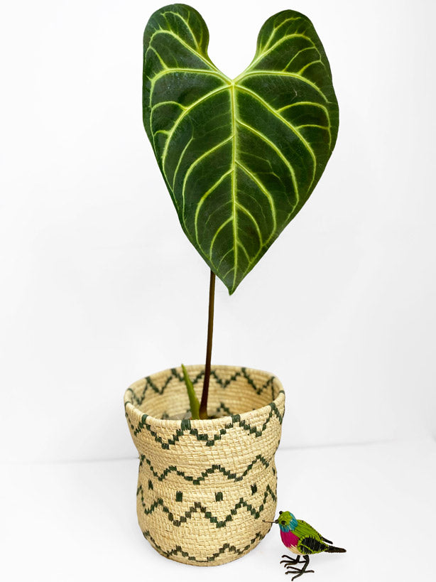 Anthurium Regale ~ Large