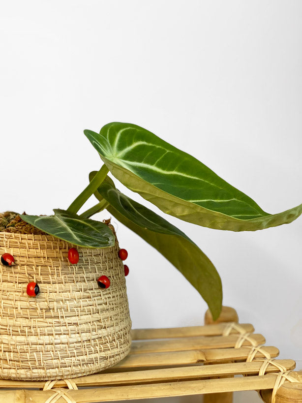 Anthurium Villenaorum ~ Medium