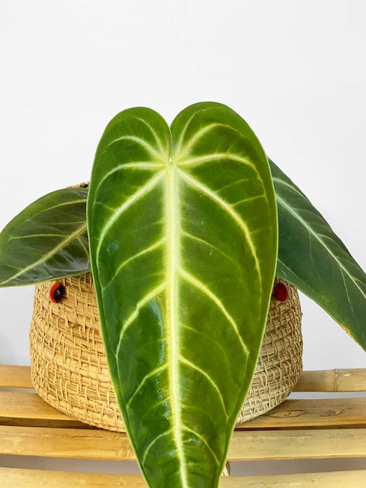 Anthurium Villenaorum ~ Medium