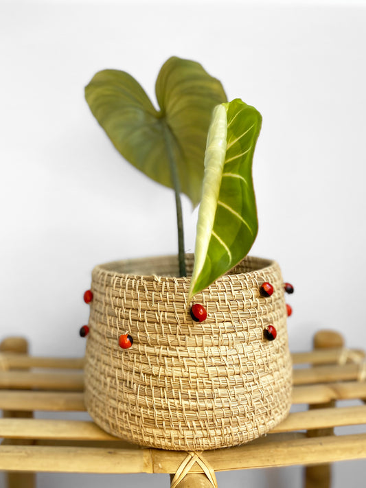 Philodendron Gloriosum in Troronto, Canada - Leaf unfurling