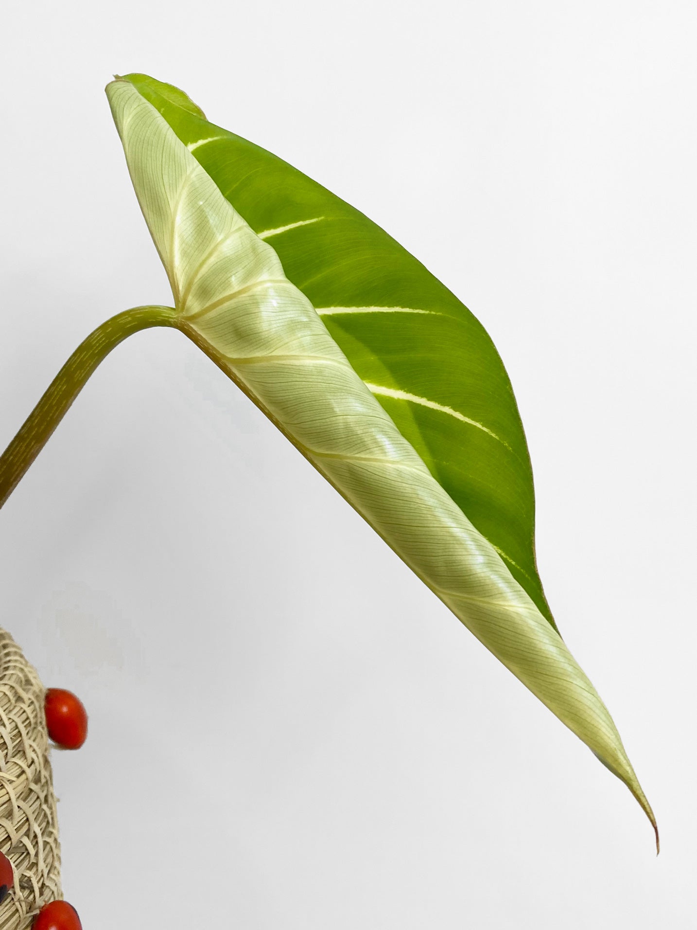 Philodendron Gloriosum in Toronto, Canada - leaf unfurling - close up