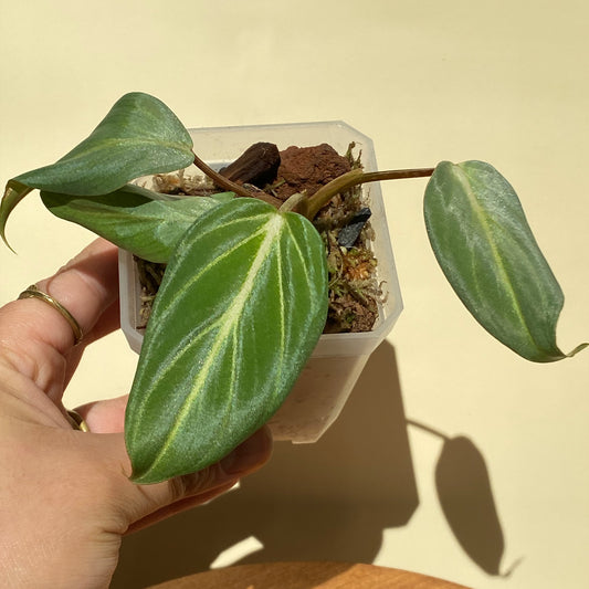 Philodendron Gloriosum Juvenile or Seedling in Ontario