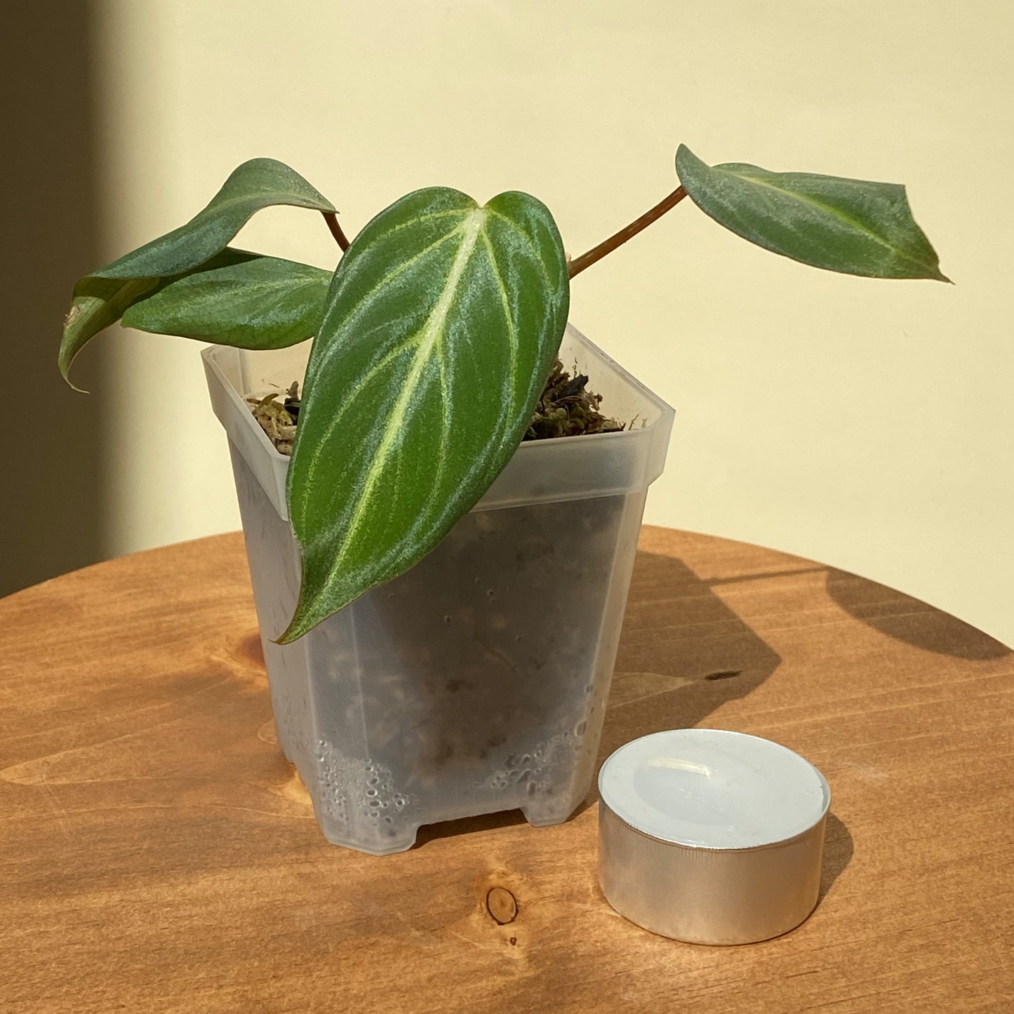 Philodendron Gloriosum Juvenile or Seedling in Vancouver