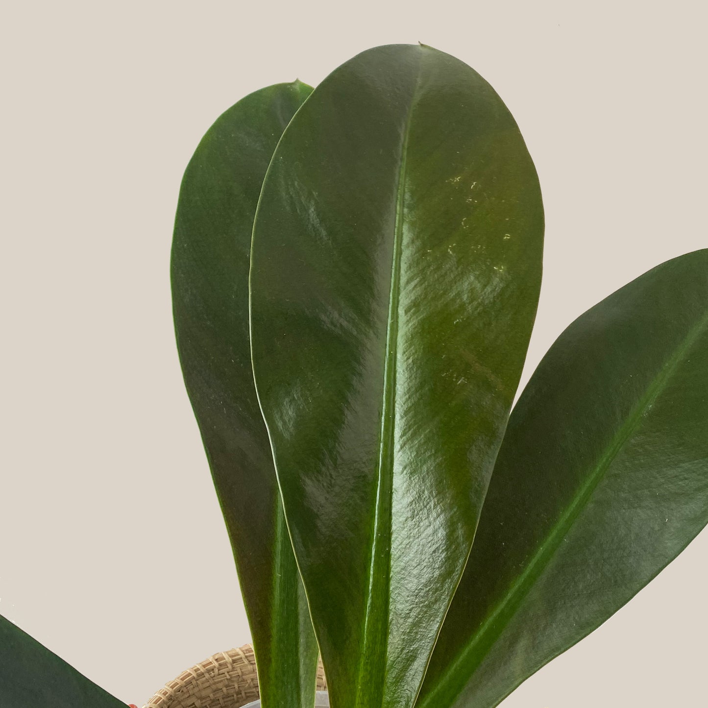 Front side of leaf of a Philodendron Linnaei in Canada