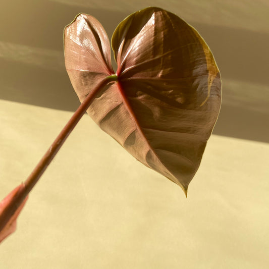 Philodendron Lynamii available in Canada