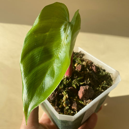 Philodendron Lynamii, rare aroid from Peru, in Toronto, Ontario
