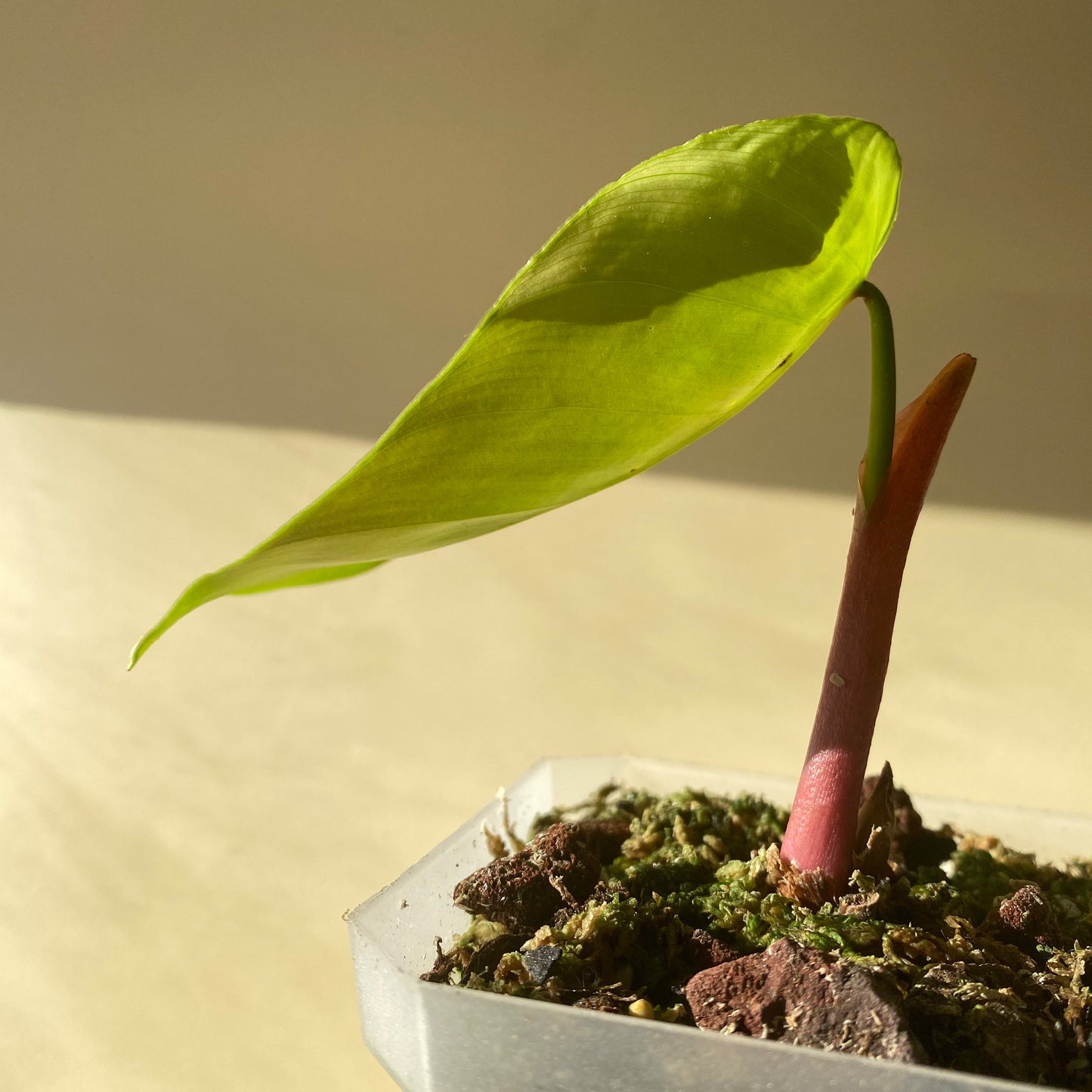 Philodendron Lynamii, rare aroid from Peru, in British Columbia, Canada