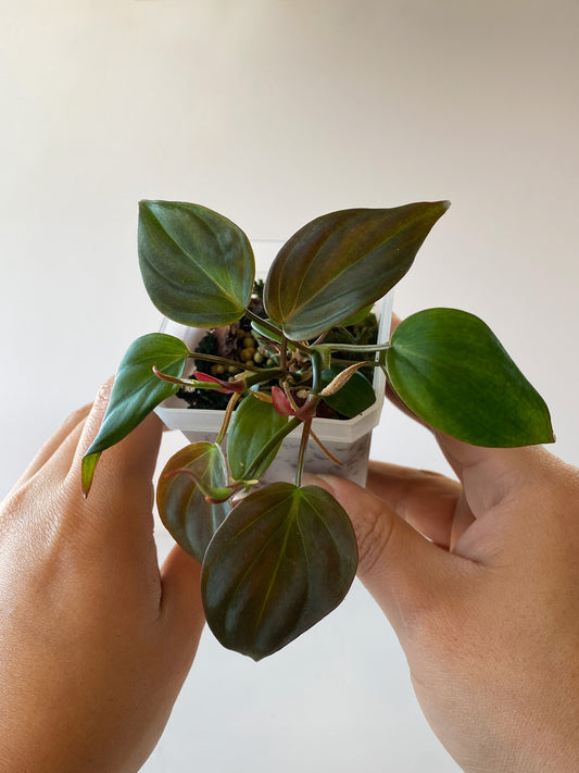 Philodendron Micans in Canada