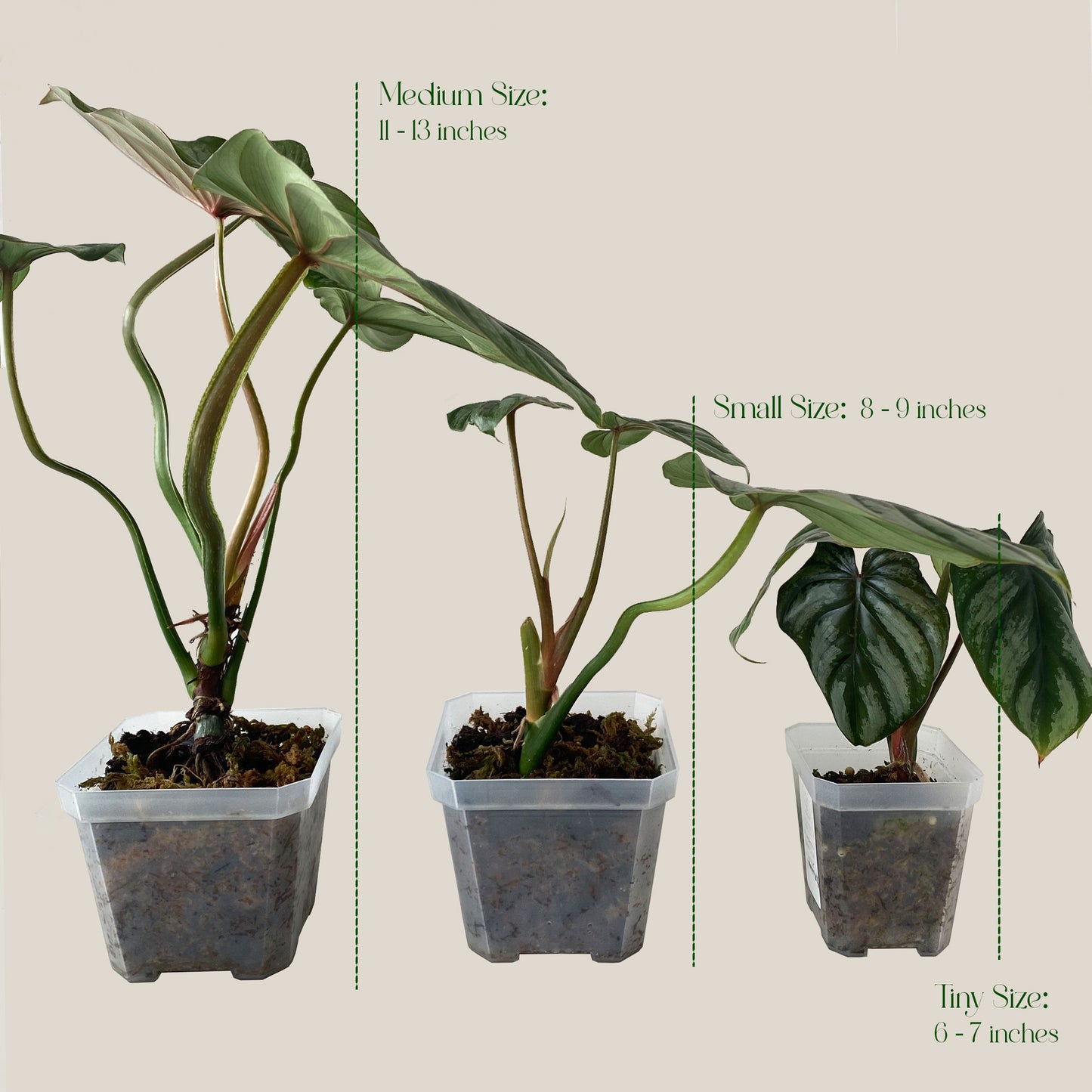 Philodendron Plowmanii Silver Cloud