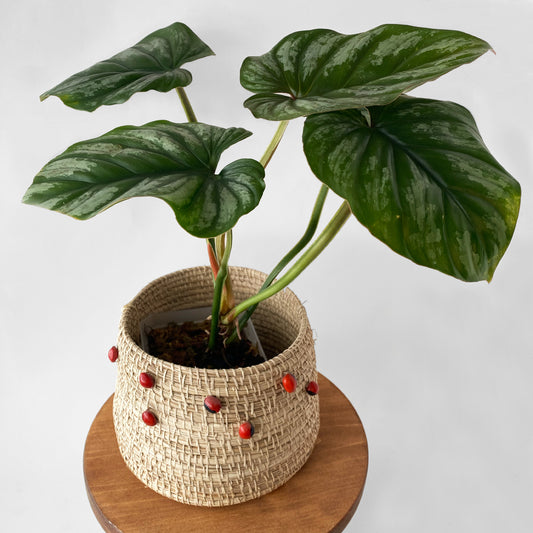 Philodendron Silver Cloud in Canada