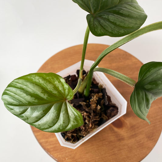 Philodendron Plowmanii Silver Cloud in British Columbia