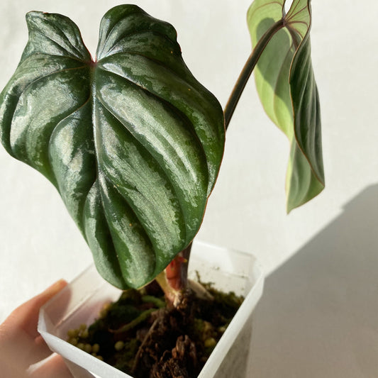 Philodendron Plowmanii Silver Cloud in Canada