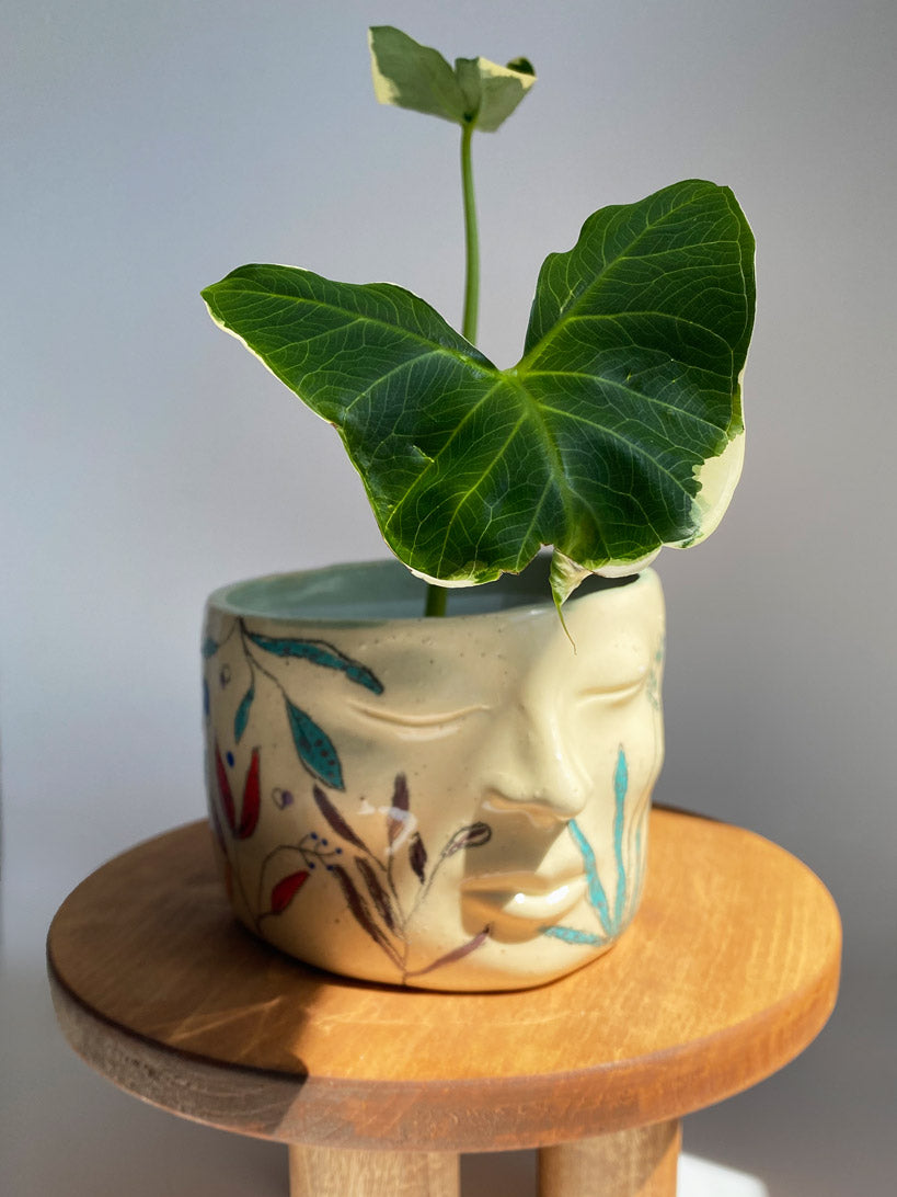 Mickey Mouse Plant, Xanthosoma Atrovirens Variegated, Rare tropical plant in Canada