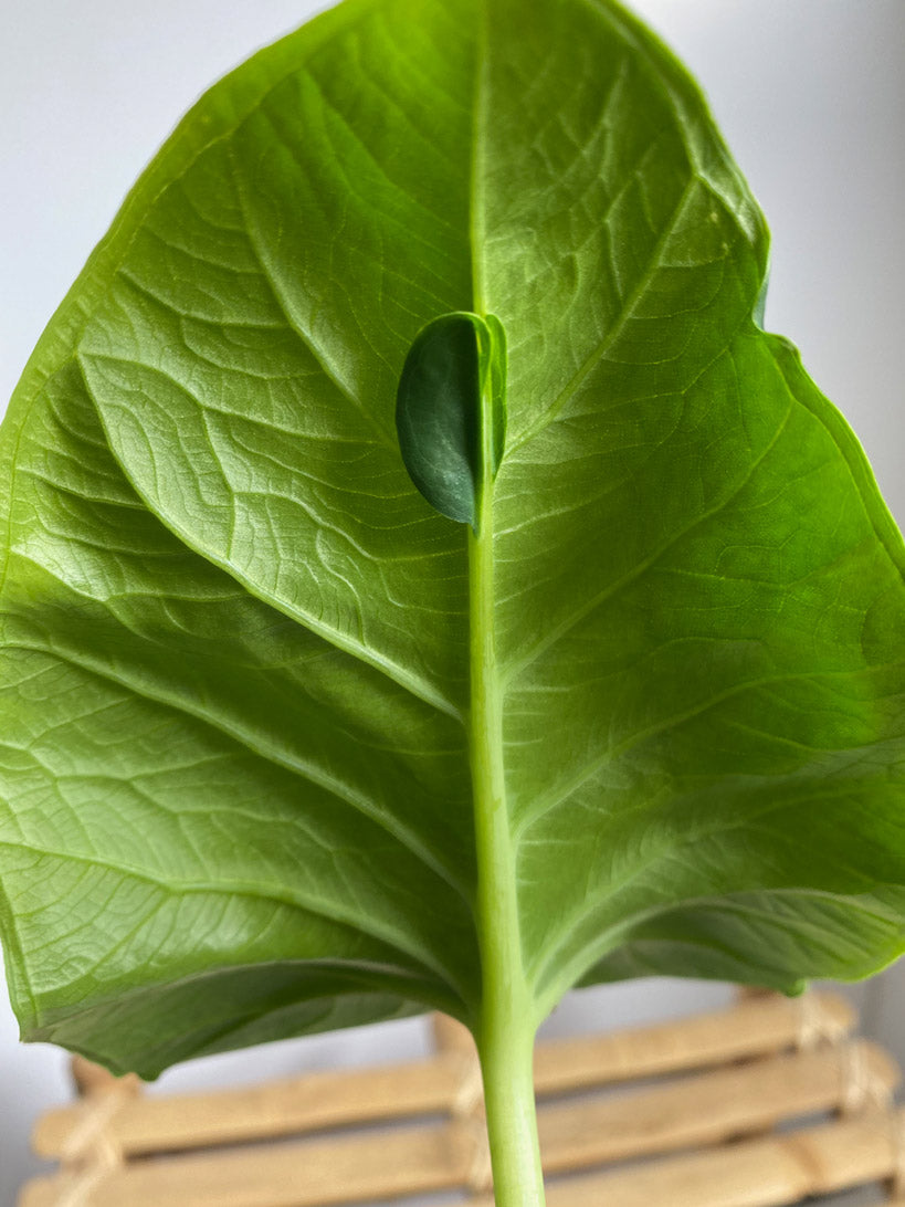 Xanthosoma Atrovirens Eva - Rare tropical plants in Toronto, Ontario, Canada