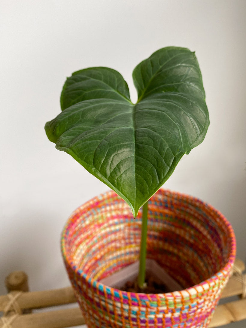 Xanthosoma Atrovirens Eva - Rare tropical plants in Toronto, Ontario, Canada