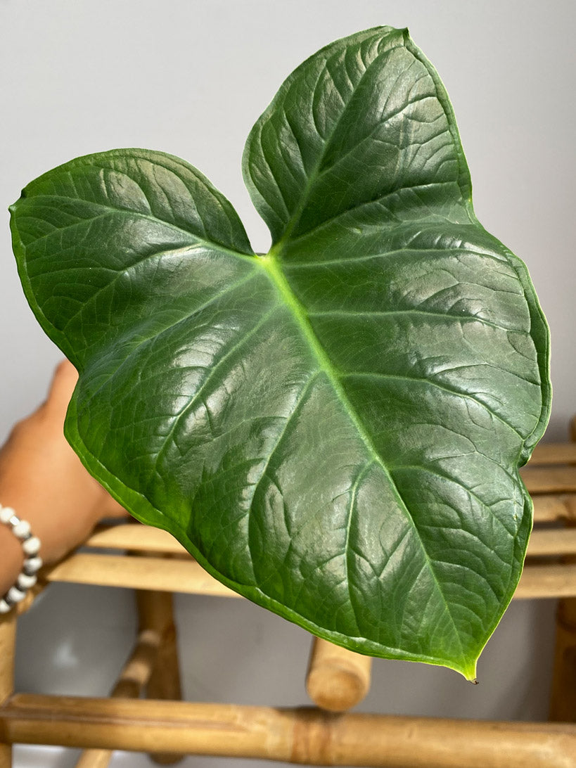 Xanthosoma Atrovirens Eva - Rare tropical plants in Toronto, Ontario, Canada