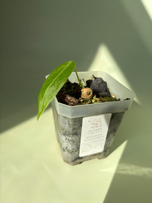 Anthurium Pallidiflorum Juvenile ~ Tiny